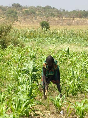 Una mujer, cultivando en Angourdour. (Foto: IO)