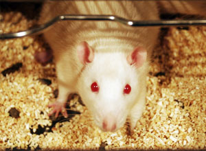 Un ratn de laboratorio en el animalario de la Universidad Complutense. (Foto: Carlos Alba)
