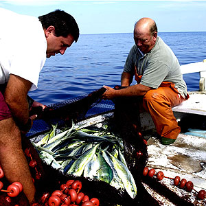 Pescadores de Mallorca (Pep Vicens).