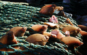 Pequeños lenguados capturados por la flota francesa en el Mar del Norte. (Foto: REUTERS)