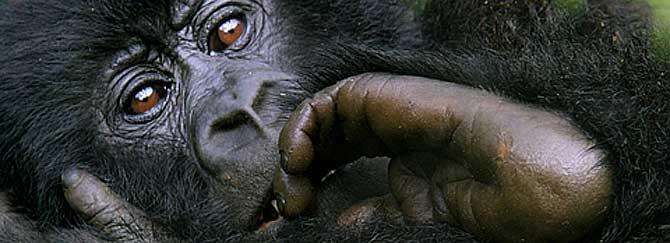 Una cra de gorila de montaa. (Foto: Gorilla-CD)