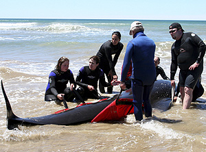 Los socorristas australianos, auxiliando a una ballena varada. (Foto: AP)