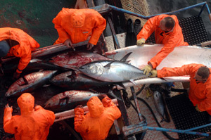 Pescadores descargan atunes capturados en el Adritico en la ciudad croata de Zadar, antes de transportarlos a Japn. (Foto: AFP)