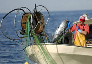 Un miembro de las tripulacin de un pesquero ilegal recupera un ejemplar juvenil de atn en el Mediterrneo francs en mayo del ao 2007. (Foto: OCEANA / Carlos Suarez).