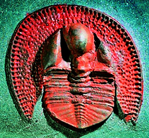 Un trilobites, organismo fosilizado de 300 millones de aos. (Foto: Sinclair Stammers)
