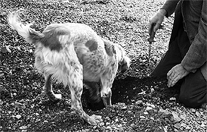 Un perro excava un hoyo en la tierra para sacar una trufa que ha detectado. (Foto: E. M.)