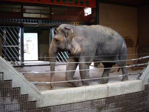 Un elefante asitico en un zoo europeo. (Foto: Born Free Foundation / Chris Draper)