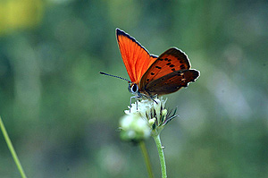 Un ejemplar de la mariposa Lycaena virgaureae, una de las especies analizadas en el estudio. (Foto: Albert Vliegenhart / BCE)