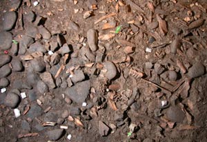 Restos de animales cocinados en un banquete del Paleoltico hallados en la cueva de El Mirn. (Foto: Universidad de Cantabria)