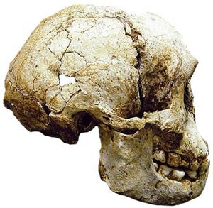 Cráneo del 'Homo floresiensis', hallado en la isla de Flores (Indonesia). (Foto: EFE)