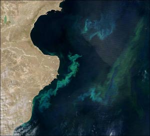 Imagen de satlite de la costa del sur de Argentina en la que se aprecia la explosin de fitoplancton, en color verde, en la superficie del mar. (Foto: NASA)
