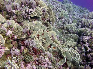 Poblaciones de coral y algas coralinas rosas en el atoln de Rose. (Foto: AFP PHOTO/Jean KENYON/NOAA)