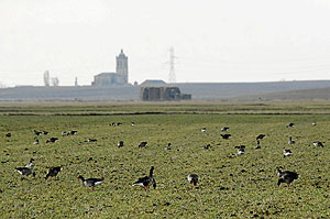Grupo de gansos comiendo en las proximidades de la laguna de La Nava en Fuentes de Nava (Palencia). (Foto: M: BRGIMO)
