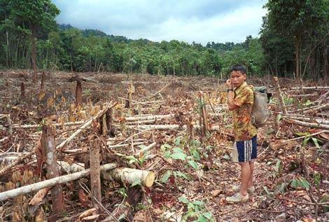Un joven observa la zona talada de la selva de Sarawak, en Indonesia. (Foto: AP)