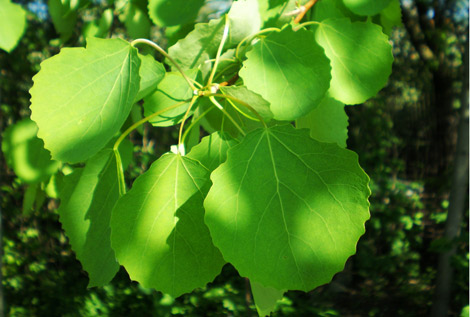 Detalle de las hojas de un lamo tembln ('Populus tremula'). (Foto: Hugo).