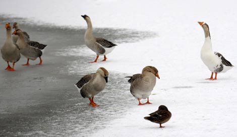 Patos y otras aves en las aguas heladas de Dieffenbach au Val, al noreste de Francia. (Foto: EFE)