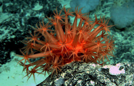 Nueva especie de coral rojo. (Foto: EFE)