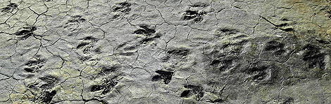 Rastro de huellas de dinosaurio en el yacimiento de Fuentesalvo en Villar de Ro. (Foto: V. Guisande)