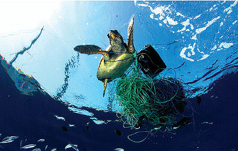 Una tortuga enredada en basura y sedales de pesca. (Foto: Greenpeace).