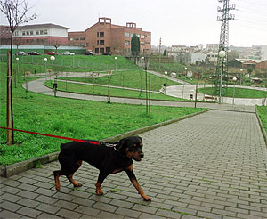 Un perro en un parque sujeto por una correa. (Foto: El Mundo)