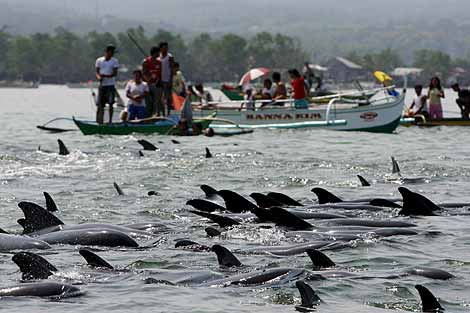 Un grupo de personas observa a los delfines varados frente a la baha de Manila. | EFE