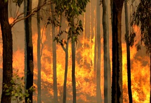 Uno de los incendios descontrolados en el estado de Victoria (Australia). | AFP