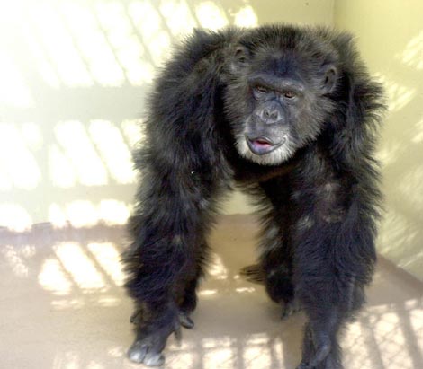 Goliat, el chimpanc cuyo ADN se utiliz para secuenciar el genoma de su especie. | Nature