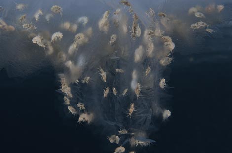 Custceos amfipodos, o pulgas de mar, en el rtico. (Foto: Shawn Haper / COML)