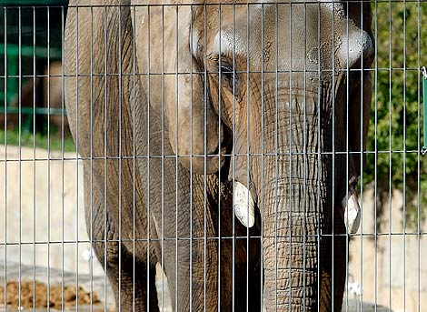 Susi, la nica elefanta del zoo de Barcelona. | EFE