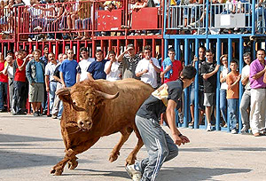 Un joven lidia un toro en la celebracin dels 'Bous al Carrer'.