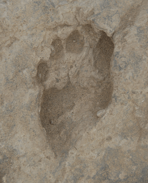 Una de las huellas de homínidos de hace 1,5 millones de años halladas en Kenia. | Science