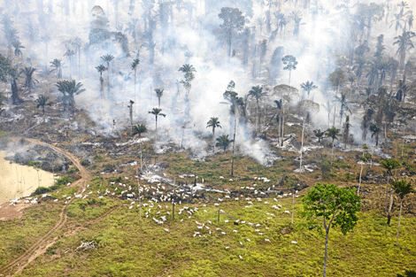 Primero se tala y luego se quema la selva para abrir pastos para la ganadera. (Foto: Daniel Beltr-Greenpeace)