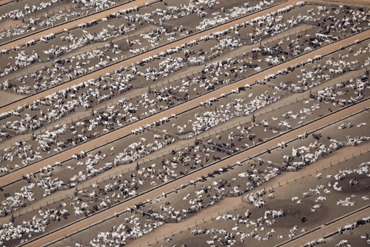 Ms de 200 millones de vacas hacen de Brasil el mayor exportador de pieles. (Foto: Daniel Beltr-Greenpeace)