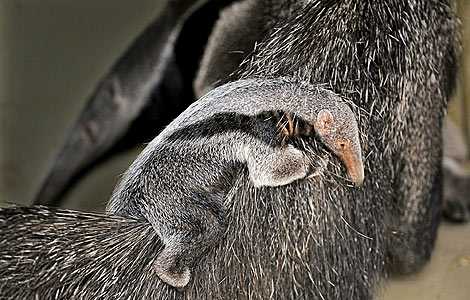 La cra de oso hormiguero en el lomo de su madre. (Foto: Dani Hernanz)