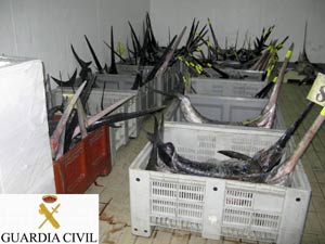 4.600 kilogramos de pez espada sin declarar, intervenidos por la Guardia Civil. | Efe