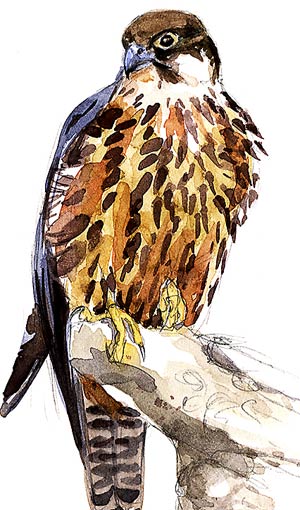Un halcn de Eleonor, ilustrado por Arturo Asensio.