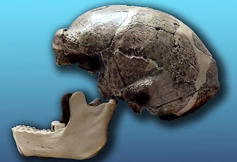 Recreacin del crneo de 'Homo erectus pekinensis'. / WIKIMEDIA COMMONS
