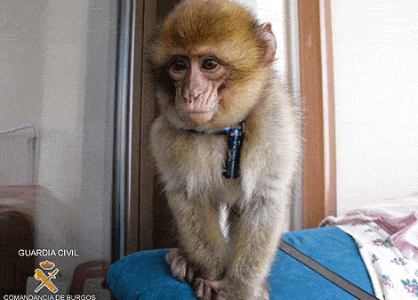 Mono recuperado por la Guardia Civil en un vivienda burgalesa. | Ical