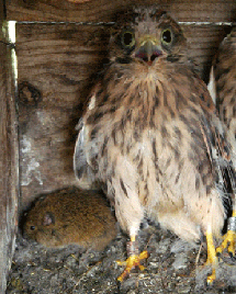 Cerncalo vulgar con un topillo capturado en su nido. (Foto: CSIC)