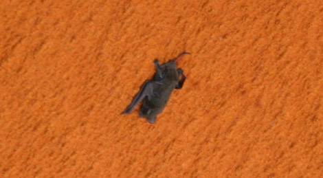 Murciélago de cola libre sobre el tanque de combustible del Discovery. | AFP