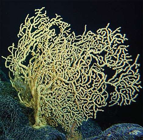 Imagen de corales de aguas profundas, como sta del gnero 'Gerardia'. | PNAS