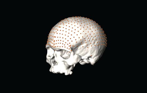 Puntos de las mediciones tomadas en diferentes cráneos para realizar el trabajo. / PNAS