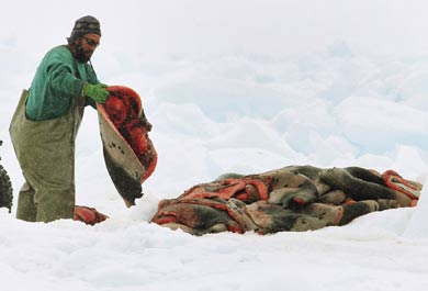 Un cazador amontona pieles de foca. | Reuters
