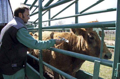 Una vaca es vacunada por un veterinario en una explotación ganadera de Salamanca. (Foto: EFE)
