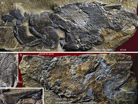 Fósil excepcionalmente preservado de un pez de hace 419 millones de años, | 'Nature'