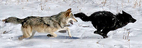 Dos lobos corren sobre la nieve. | Dan Stahler