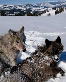 Dos lobos sobre la nieve. | Dan Stahler