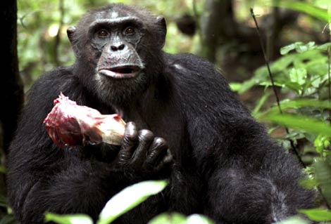 Un chimpancé con el costillar del mono colobo rojo que acaba de cazar. | Efe/Cristina Gomes