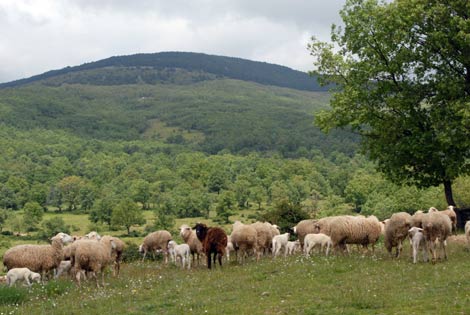 Un rebao de ovejas en La Porrilla desde la dehesa de Braojos, en la Sierra Norte. | Marga Estebaranz
