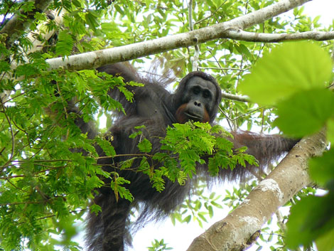 Un ejemplar de la rara subespecie del orangutn negro de Borneo. | AFP